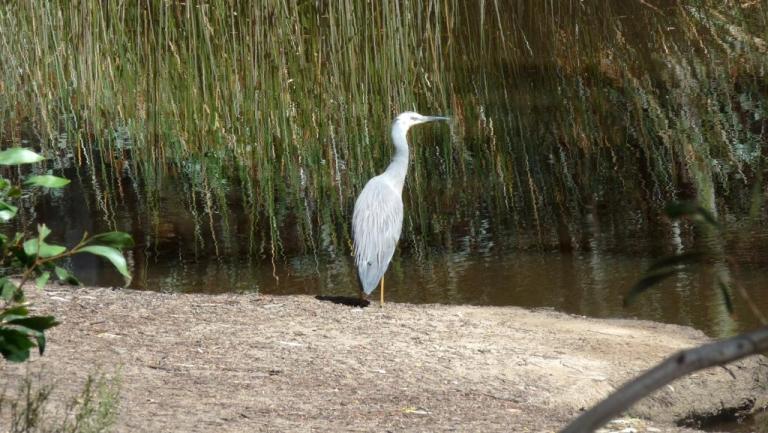 White-faced Heron